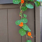 Nasturtium Seeds