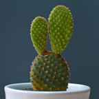 Opuntia Mix "Prickly Pear" Seeds
