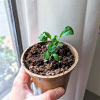 Organic Arugula Seeds