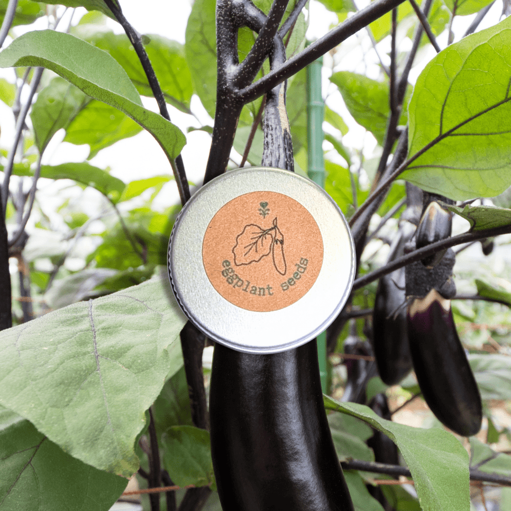 Organic Eggplant Seeds