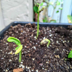 Organic Green Bean Seeds
