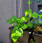 Organic Green Bean Seeds