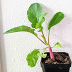 Organic Radish Seeds