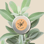 Organic Sage Seeds