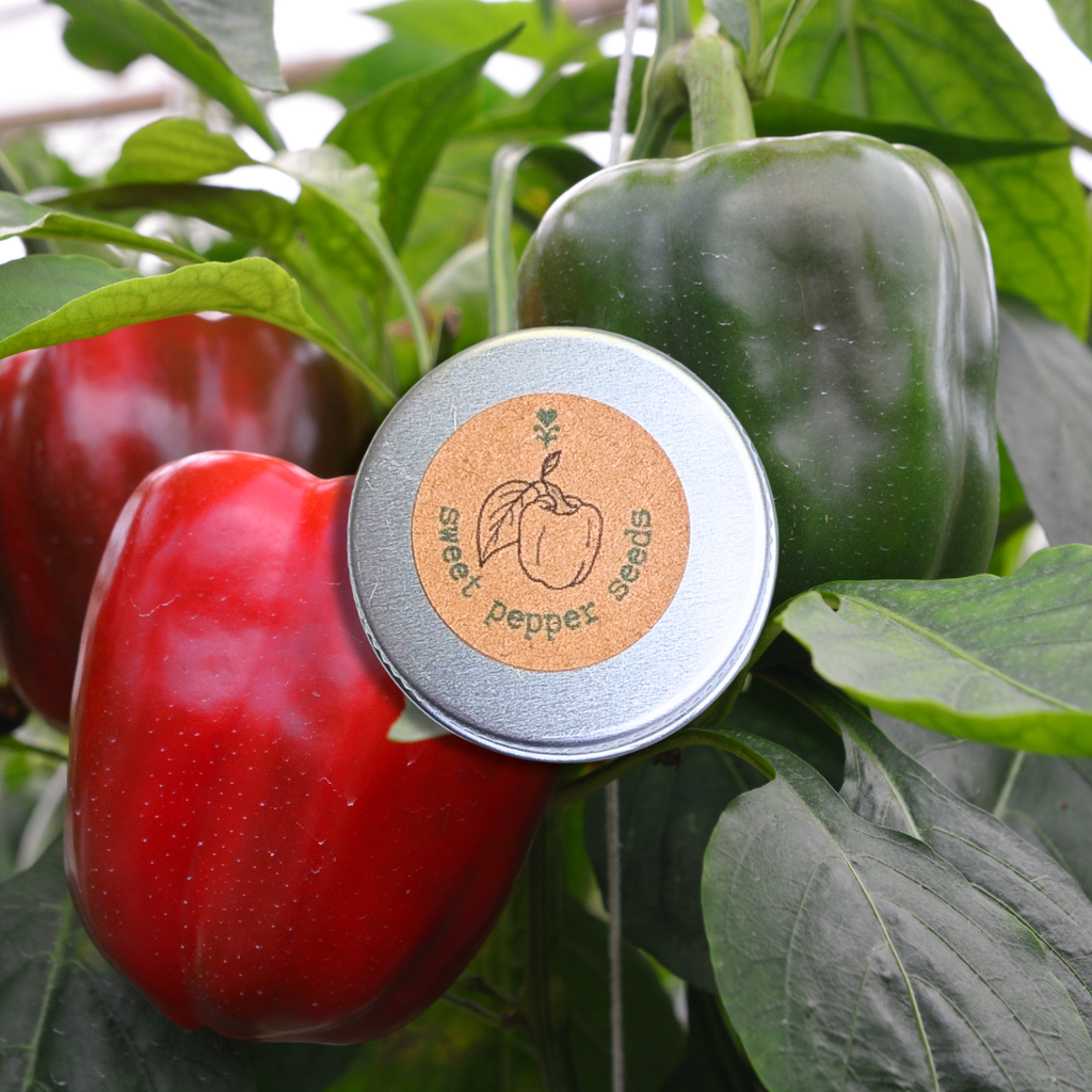 Organic Sweet Pepper Seeds