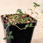 Organic Thyme Seeds