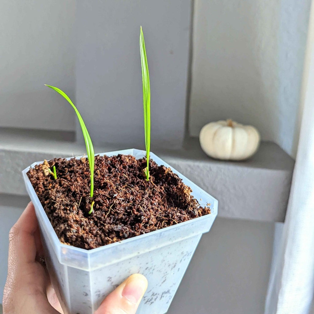 Phoenix Robelenii 'Pygmy Date Palm' Seeds