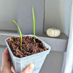 Phoenix Robelenii 'Pygmy Date Palm' Seeds