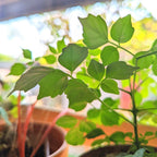 Radermachera Sinica 'China Doll' Plant Seeds