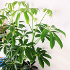 Schefflera Arboricola 'Dwarf Umbrella Plant' Seeds
