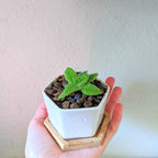 Sinningia Mix "Gloxinia" Seeds