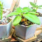 Sinningia Mix "Gloxinia" Seeds
