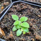 Sinningia Mix "Gloxinia" Seeds