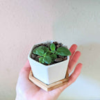 Sinningia Mix "Gloxinia" Seeds