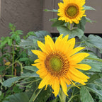 Sunspot Sunflower Seeds