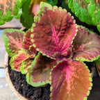 Wizard Coleus Mix Seeds