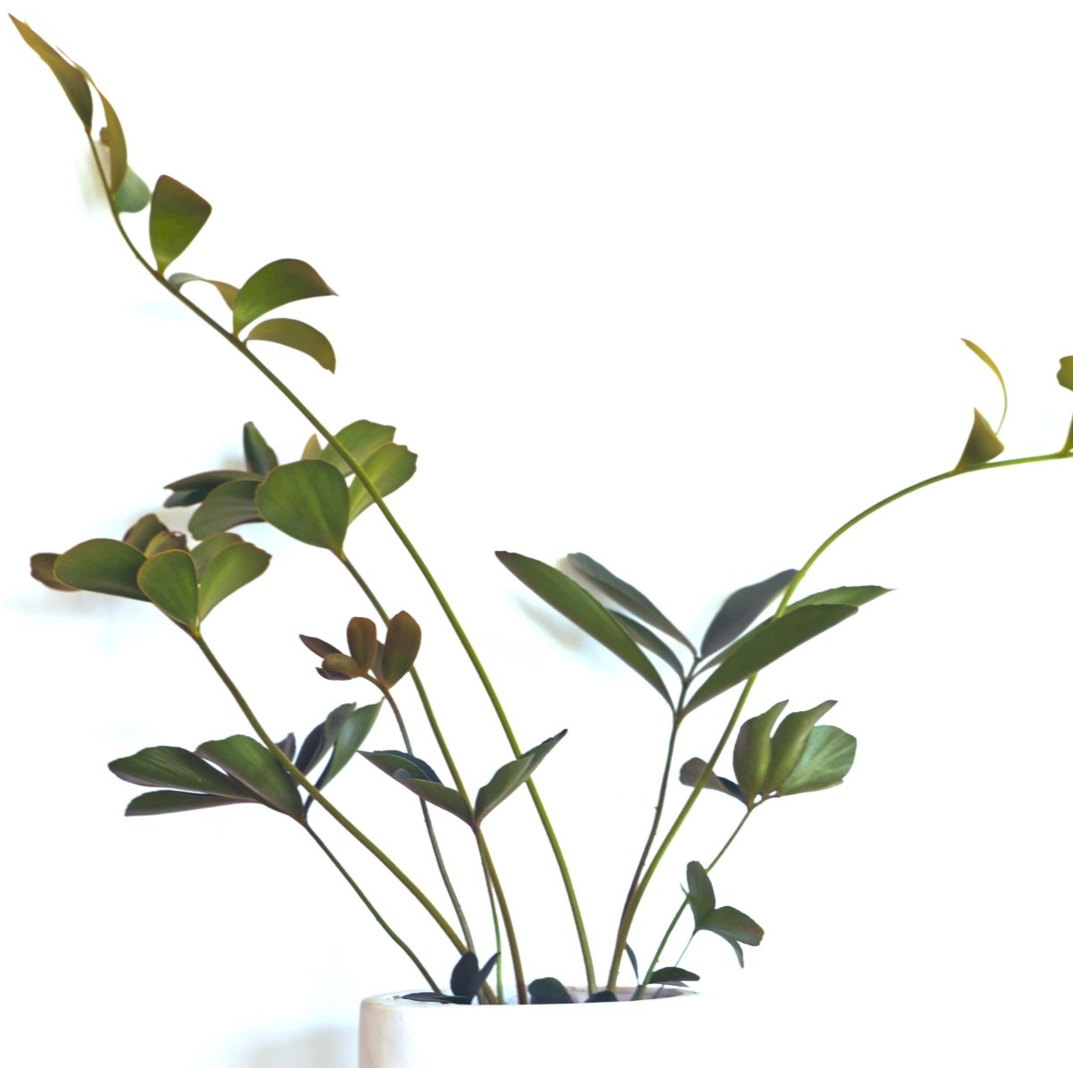 Zamia Furfuracea 'Cardboard Palm' Seeds